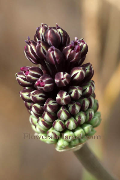 Allium curtum,  Dwarf Garlic, <br>Hebrew: שום קצר, Arabic: ثوم قصير