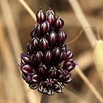 Allium curtum, Israel, green flowers, wildflowers