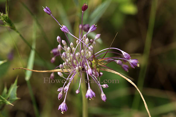 Flowers of Israel (Flora en Israel)