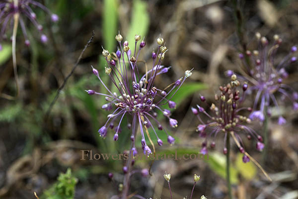 Allium daninianum, Allium stamineum, Garlic, שום האבקנים