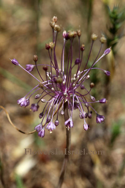 Flora of Israel online, Native plants, Palestine