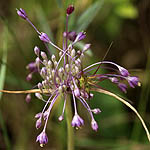 Allium daninianum, Israel, Purple Flowers