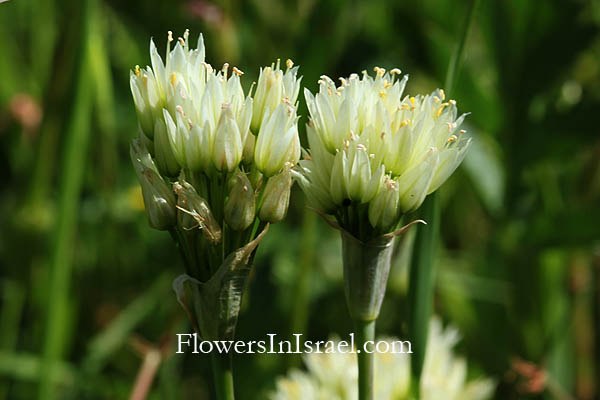 Israel Wild Flowers