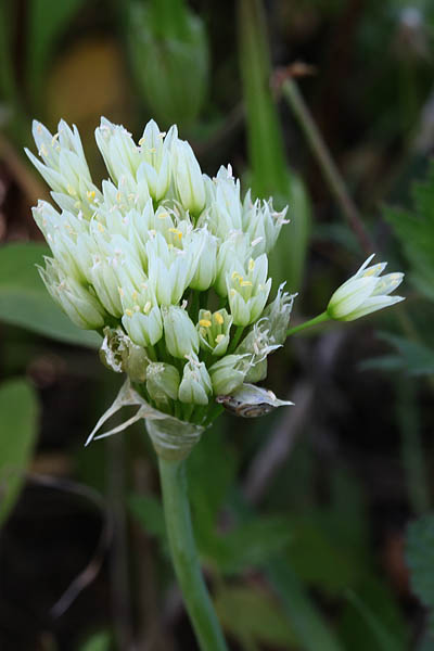 Allium erdelii, Allium philistaeum, Erdel's garlic,ثوم شفاف  ,שום ארדל