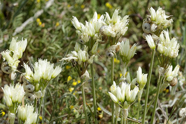 Allium erdelii, Allium philistaeum, Erdel's garlic,ثوم شفاف  ,שום ארדל