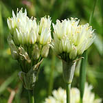 Allium erdelii, Israel Wildflowers, cream flowers