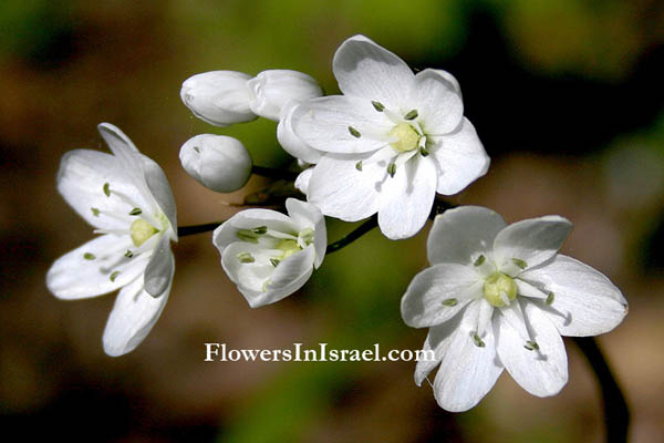 Israel, Flowers, Wildflowers, Pictures