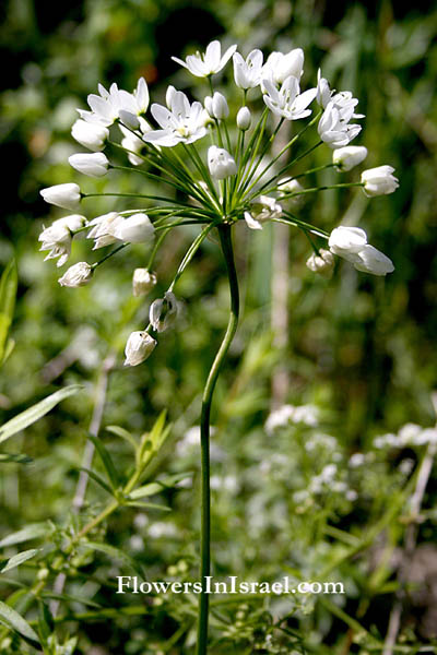 Wildflowers in Israel,Allium neapolitanum, Allium pallens, Naples Garlic, False Garlic, Flowering onion, שום משולש,  ثوم نابولي