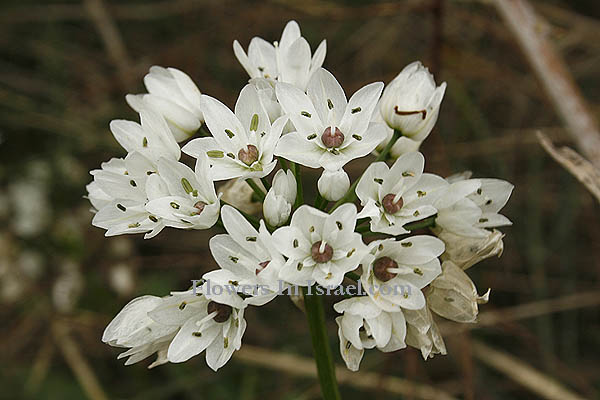 Allium neapolitanum, Allium pallens, Naples Garlic, False Garlic, Flowering onion, שום משולש,  ثوم نابولي