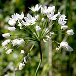 Allium neapolitanum, Flora, Israel, wild flowers