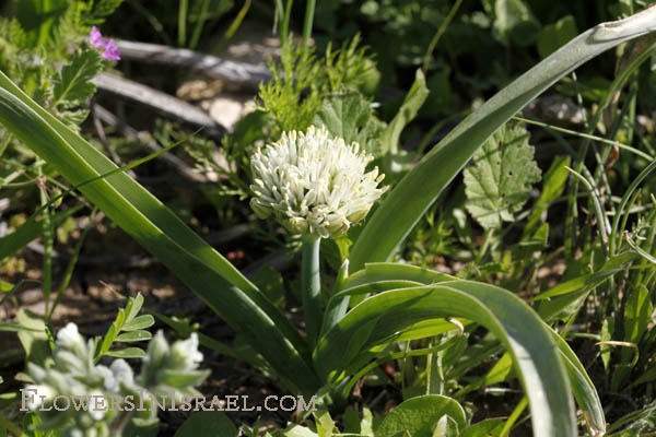 Israel, Nature, Travel, Wildflowers