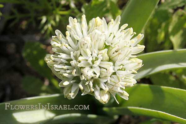 Allium orientale, Oriental onion, שום מזרחי