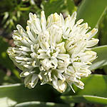 Allium orientale, Oriental onion, שום מזרחי Flora, Israel, wild flowers