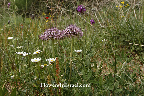 Allium tel-avivense, Tel Aviv Garlic, שום תל-אביב