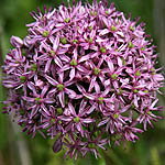 Allium tel-avivense, Flowers, Israel