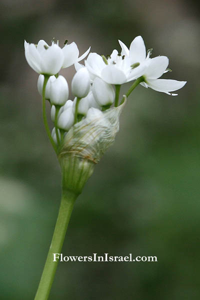 Israel Wildflowers, Wildblumen, Fiori, флоры