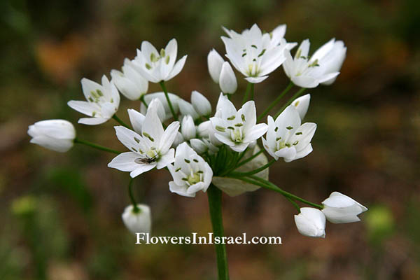 Israel, Nature, Travel, Wildflowers