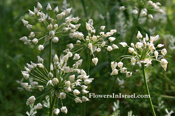 Allium trifoliatum, Allium hirsutum Zucc., Pink Garlic, Hirsute garlic, שום שעיר 