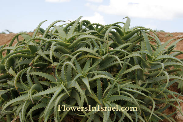 Israel wild flowers: Aloe vera,Aloe barbadensis, Aloe vulgaris, Medicinal aloe,Bitter Aloe, True Aloe, Barbados Aloe,الصبر الحقيقي ,אלוי אמתי