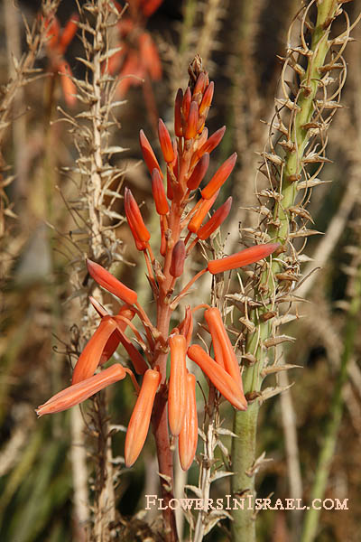 Aloe vera,Aloe vulgaris,Aloe barbadensis, Medicinal aloe, True Aloe, Barbados Aloe, אלוי אמתי