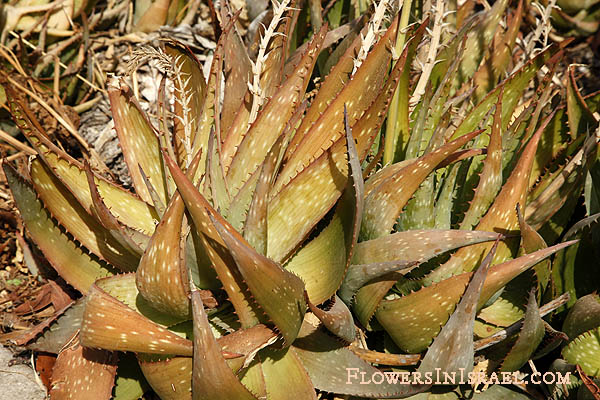 Israel wild flowers: Aloe vera,Aloe barbadensis, Aloe vulgaris, Medicinal aloe,Bitter Aloe, True Aloe, Barbados Aloe,الصبر الحقيقي ,אלוי אמתי