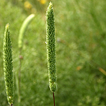 Alopecurus arundinaceus, Israel, Membranous Flowers (Membrane)