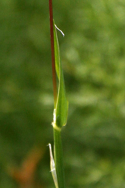 Flowers of Israel: Alopecurus arundinaceus,Alopecurus ventricosus, Reed Foxtail, Creeping Foxtail, Creeping Meadow Foxtail, זנב-שועל ביצתי