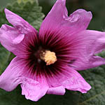 Althaea setosa, Flowers, Israel