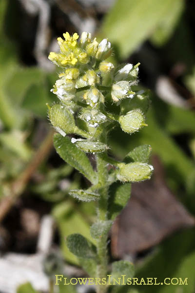 Alyssum strigosum, Alyssum minus, Alyssum, אליסון זיפני ,אליסון מצוי, الأليس الهزيل