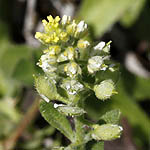 Alyssum strigosum, Alyssum minus, Alyssum, אליסון זיפני ,אליסון מצוי, Yellow Flowers