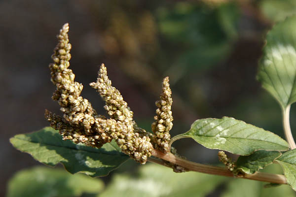 Amaranthus viridis, Amaranthus gracilis, Pig Weed, Slender Amaranth, Green Amaranth, ירבוז עדין, عرف الديك