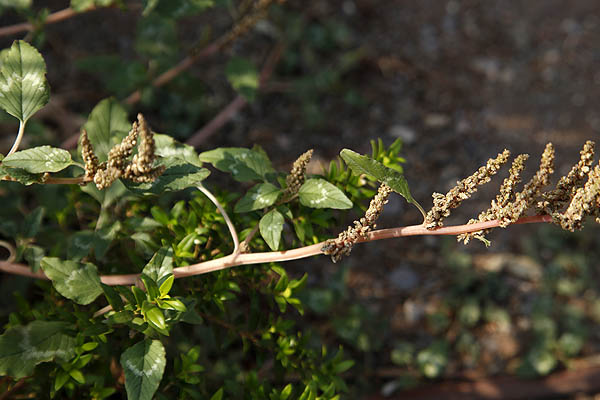 Amaranthus viridis, Amaranthus gracilis, Pig Weed, Slender Amaranth, Green Amaranth, ירבוז עדין