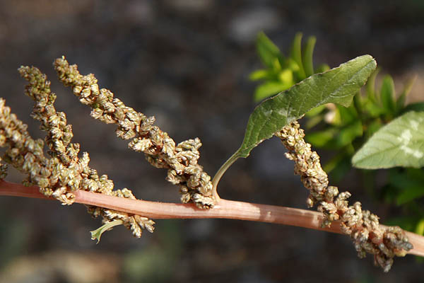 Amaranthus viridis, Amaranthus gracilis, Pig Weed, Slender Amaranth, Green Amaranth, ירבוז עדין