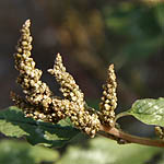 Amaranthus viridis, Amaranthus gracilis, Pig weed, Slender Amaranth, Green Amaranth, ירבוז עדין