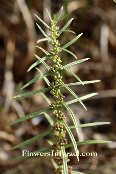 Flowers of Israel: Ammannia prieureana, Red stem tooth cup, אמניה רבת-פרחים