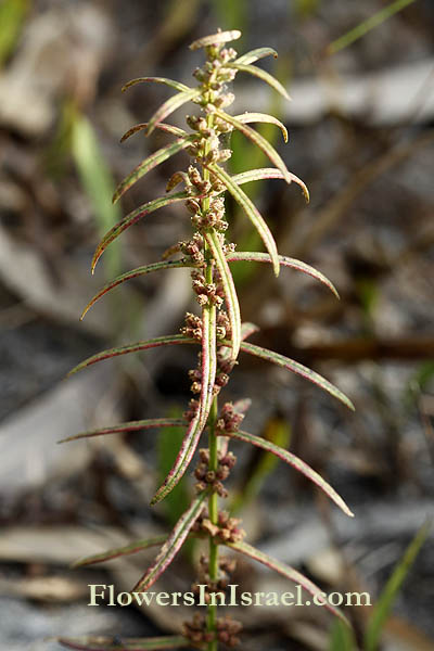 Ammannia prieureana, Red stem tooth cup, אמניה רבת-פרחים