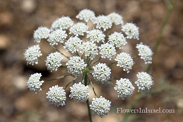 Ammi majus, Bishop's weed, Queen Anne's lace, Ammee,خله شيطاني ,אמיתה גדולה