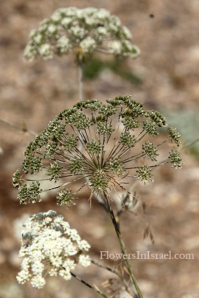 Ammi majus, Bishop's weed, Queen Anne's lace, Ammee,خله شيطاني ,אמיתה גדולה