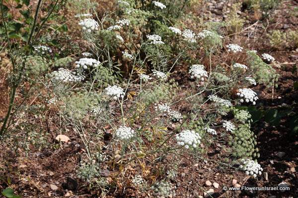 Ammi majus, Bishop's weed, Queen Anne's lace, Ammee,خله شيطاني ,אמיתה גדולה