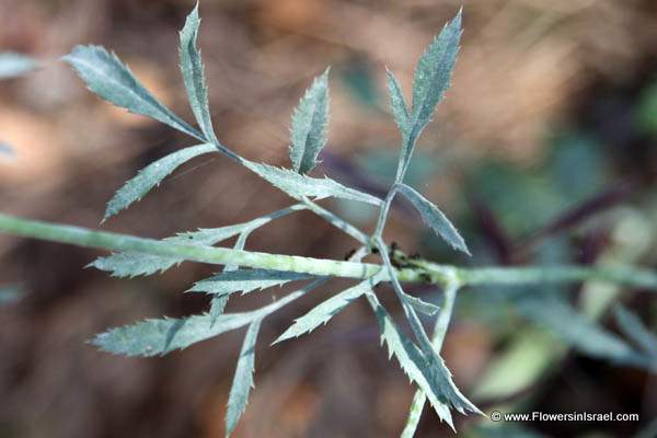 Flora of Israel online, Native plants, Palestine