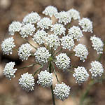 Ammi majus, Flora, Israel, wild flowers