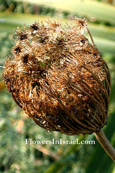 Ammi visnaga, Bishop's weed, Tooth pick,אמיתה קיצית