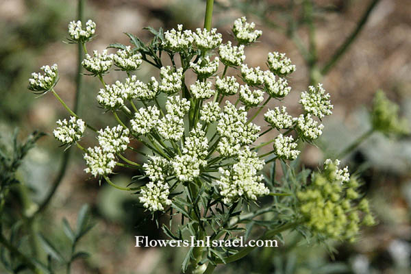 Ammi visnaga, Bishop's weed, Tooth pick,אמיתה קיצית