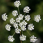 Ammi visnaga, Flora, Israel, wild flowers