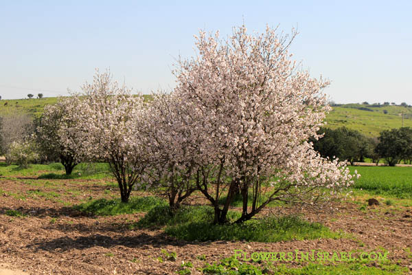 Amygdalus communis, שקדיה, Common almond,שקד מצוי,Tu Bishvat, the New Year of the trees
