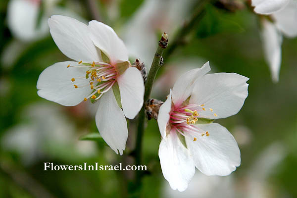 Israel, Nature, Travel, Botany