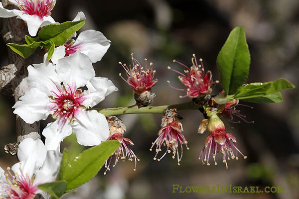 Amygdalus communis, שקדיה, Common almond,שקד מצוי,Tu Bishvat, the New Year of the trees