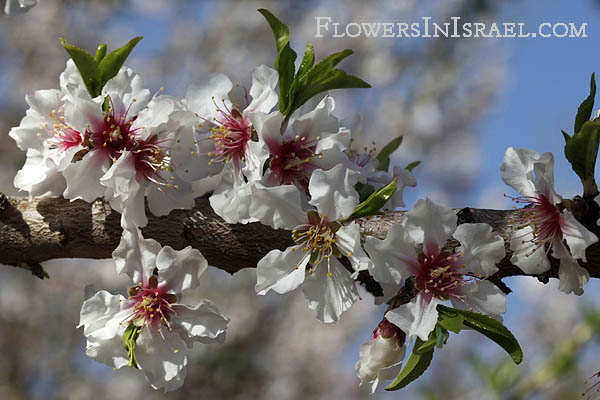 Amygdalus communis, שקדיה, Common almond,שקד מצוי,Tu Bishvat, the New Year of the trees