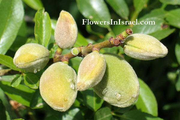 Flora of Israel online, Native plants, Trees