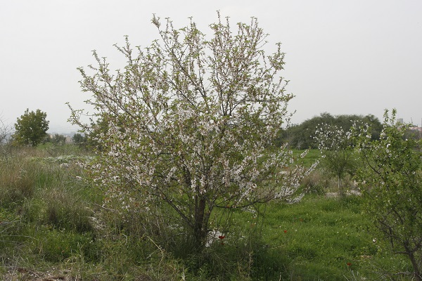 Prunus korschinskii, Amygdalus korschinskii, Wild Almond, שקד קטן-עלים ,  خوخ كورشنسكي 